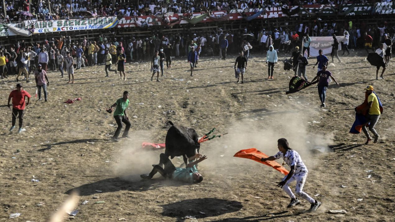 Un toro le da una cornada a un hombre en el ruedo durante las Corralejas de Guaranda, Sucre, en el noreste de Colombia, el 28 de enero de 2023. Foto: AFP.