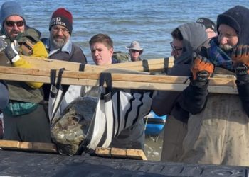 Miembros del Museo Marino de Calvert recuperan un fósil de cráneo de ballena de 12 millones de años encontrado a lo largo de los acantilados de Calvert en Maryland. Foto: AFP.