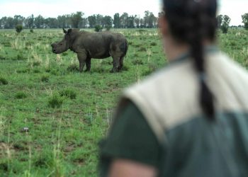 Un rinoceronte sin cuerno, fotografiado en la reserva de John Hume, en Klerksdorp, Sudáfrica, el 3 de febrero de 2016. Foto: AFP.