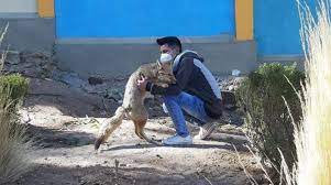¿Se acuerda del zorro Antonio? Ahora tiene pareja y tres cachorros.