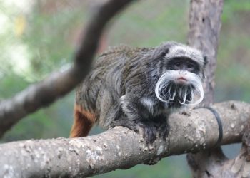 Los dos monos desaparecidos son de la especie tamarino. Foto: AFP