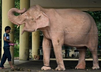 Un guardián alimenta a un elefante albino el 24 de noviembre cerca de Rangún, Birmania. Foto: AFP.