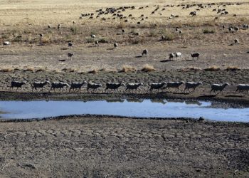 Unas ovejas caminan sobre el lecho seco del río Guadiana a su paso por Villarta de los Montes, en la comunidad autónoma española de Extremadura, el 16 de agosto de 2022. Foto: AFP.