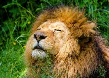 En Kenia, el león es una especie amenazada. Foto: Europa Press