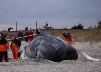 Una ballena jorobada muerta en la playa de Lido, en Long Island, Nueva York, el 31 de enero de 2023. Foto: AFP.