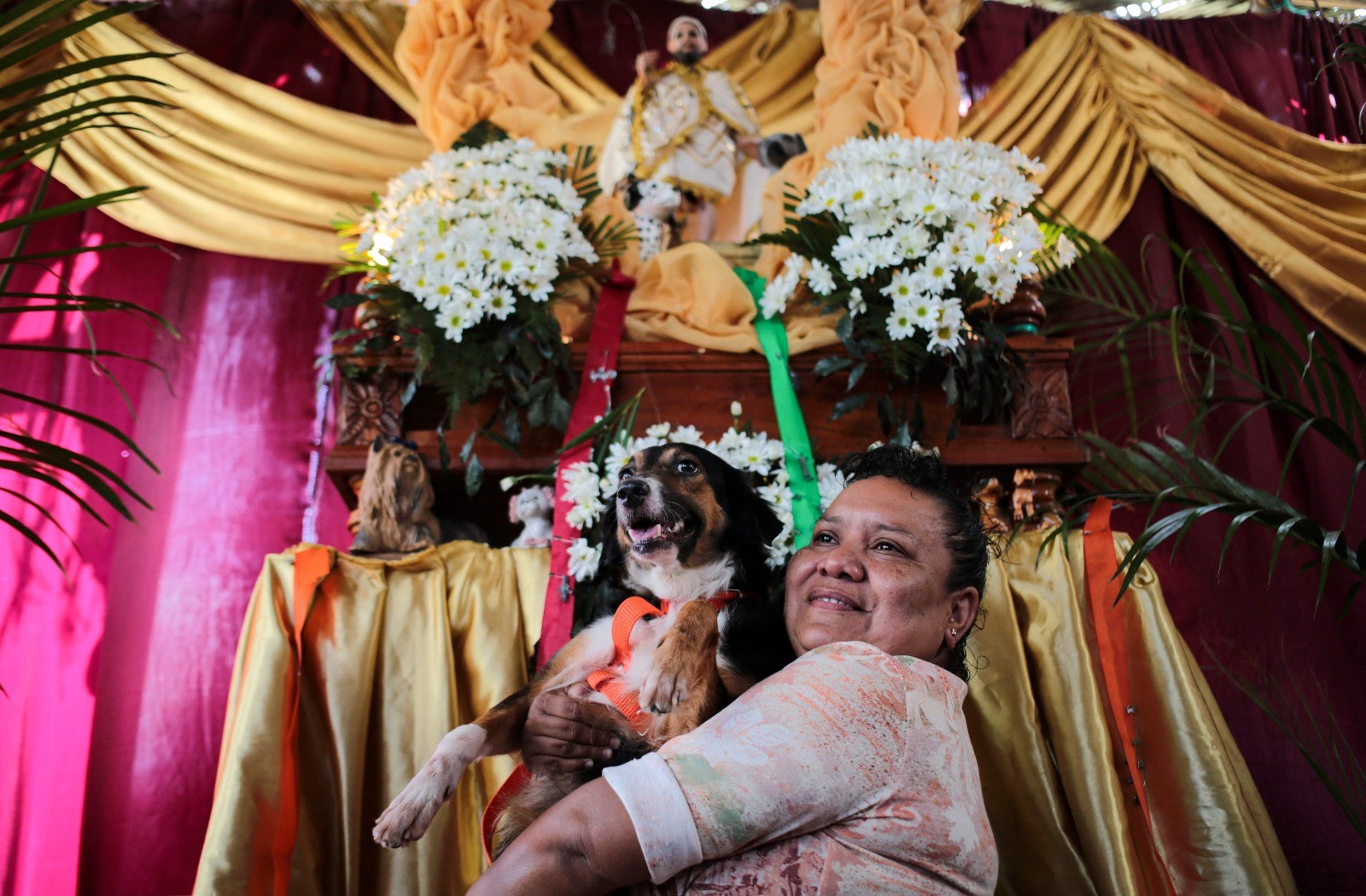 Perros de distintas razas acuden a la fiesta de San Lázaro. Foto: AFP