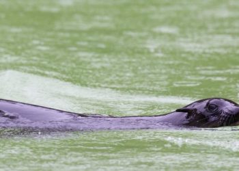 El Instituto Nacional de Rescate Marino (NSRI) informó de que los socorristas de Clifton Beach trataron a dos personas por heridas causadas por una mordedura el martes después de un incidente que involucró a una 'cría de foca'. Foto: AFP.