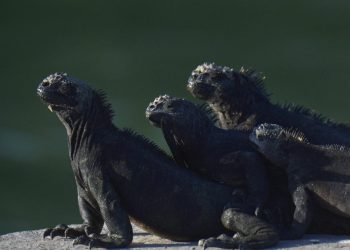 Iguanas marinas descansan al sol en la isla Santa Cruz, en el archipiélago de las Galápagos, el 14 de abril de 2021. Foto: AFP.