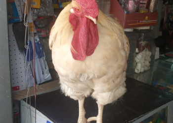 Un gallo elegante en Oruro aprendió el oficio de vender y hasta pasa el timbre