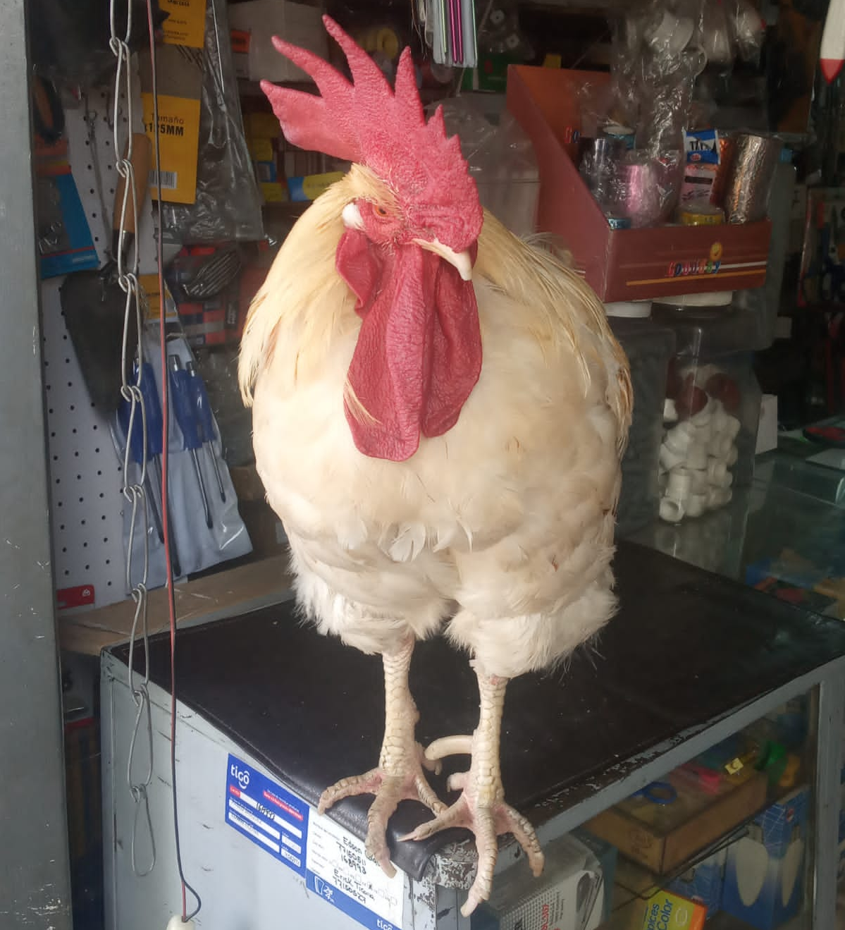 Un gallo elegante en Oruro aprendió el oficio de vender y hasta pasa el timbre