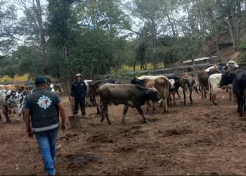 Senasag reporta muerte de 316 cabezas de ganado por clostridium