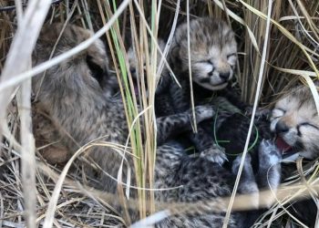 Los cuatro guepardos que nacieron en India. Foto: Twitter @byadavbjp