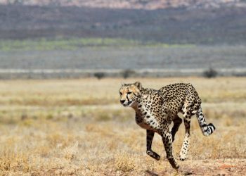 Varios guepardos viven en una reserva privada sudafricana. Foto: AFP.