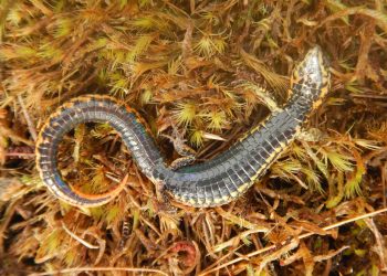 La nueva especie de lagartija fue descubierta en un área natural al sureste de Perú. Foto: AFP