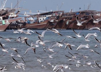 Gaviotas vuelan a lo largo de la playa de al-Wakra, en Qatar, el 2 de enero de 2023. Foto: AFP.
