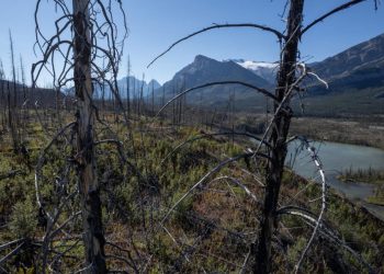 Los bosques boreales se encuentran en la zona del Ártico. Foto: AFP.