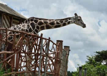 Jirafa del zoológico Joya Grande de Honduras incautada al cártel de drogas Los Cachiros, en foto tomada el 30 de mayo de 2020. Foto: AFP.
