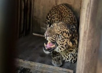 Imagen ilustrativa de un leopardo. Foto: Diario Hoy.