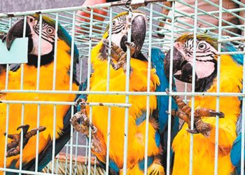 Los animales fueron rescatados en mercados de Cochabamba.