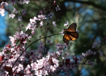 Las mariposas monarca "occidentales" predominan en la costa oeste estadounidense. Foto: AFP