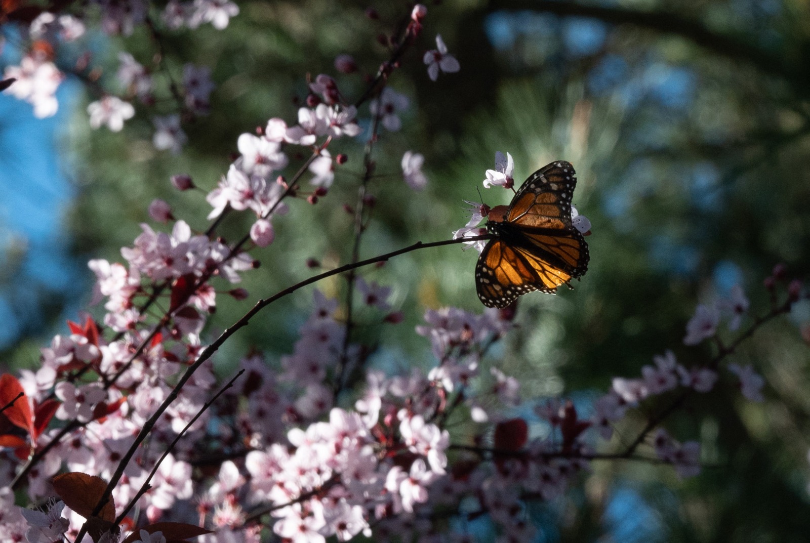 Las mariposas monarca "occidentales" predominan en la costa oeste estadounidense. Foto: AFP