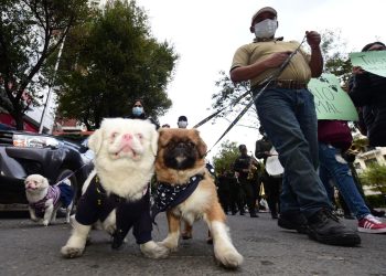 La esterilización es el mejor acto de conciencia que puede hacer la sociedad para con las mascotas. Foto: Archivo LR