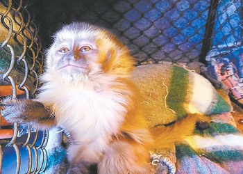 Animales en cautiverio están condenados a morir
