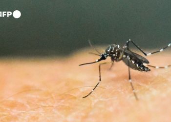 mosquito_que_transmite_dengue.jpg