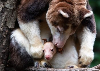El pequeño canguro empezó a sacar su cabeza por la bolsa de su madre y es el primer ejemplar que nació en el zoológico del Bronx en los últimos 14 años. Foto: Mundo Fauna.