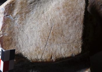 Imagen sin fechar proporcionada por la Universidad de Leiden en Países Bajos que muestra muescas en el hueso de un elefante de colmillos rectos, que según un estudio fue cazado por los neandertales. Foto: AFP.