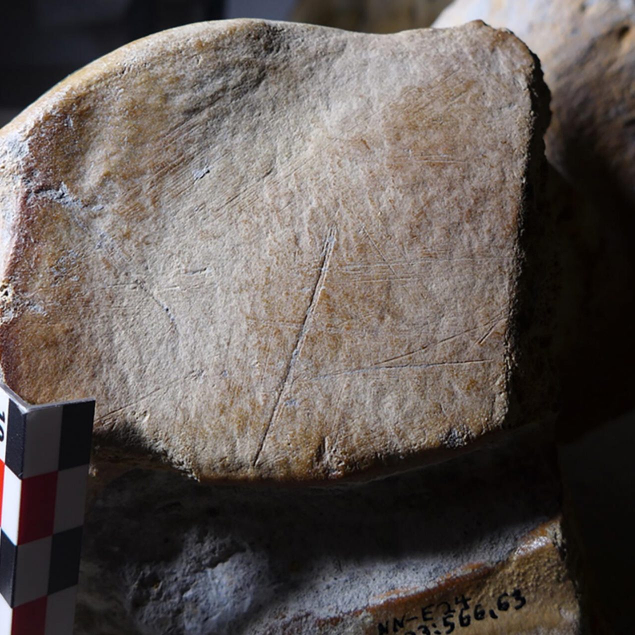 Imagen sin fechar proporcionada por la Universidad de Leiden en Países Bajos que muestra muescas en el hueso de un elefante de colmillos rectos, que según un estudio fue cazado por los neandertales. Foto: AFP.
