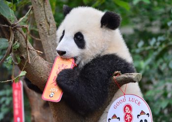 La pareja de pandas gigantes fueron una atracción en Reino Unido. Foto: AFP