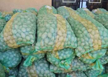 Productores reciben semilla de papa para mejorar su producción