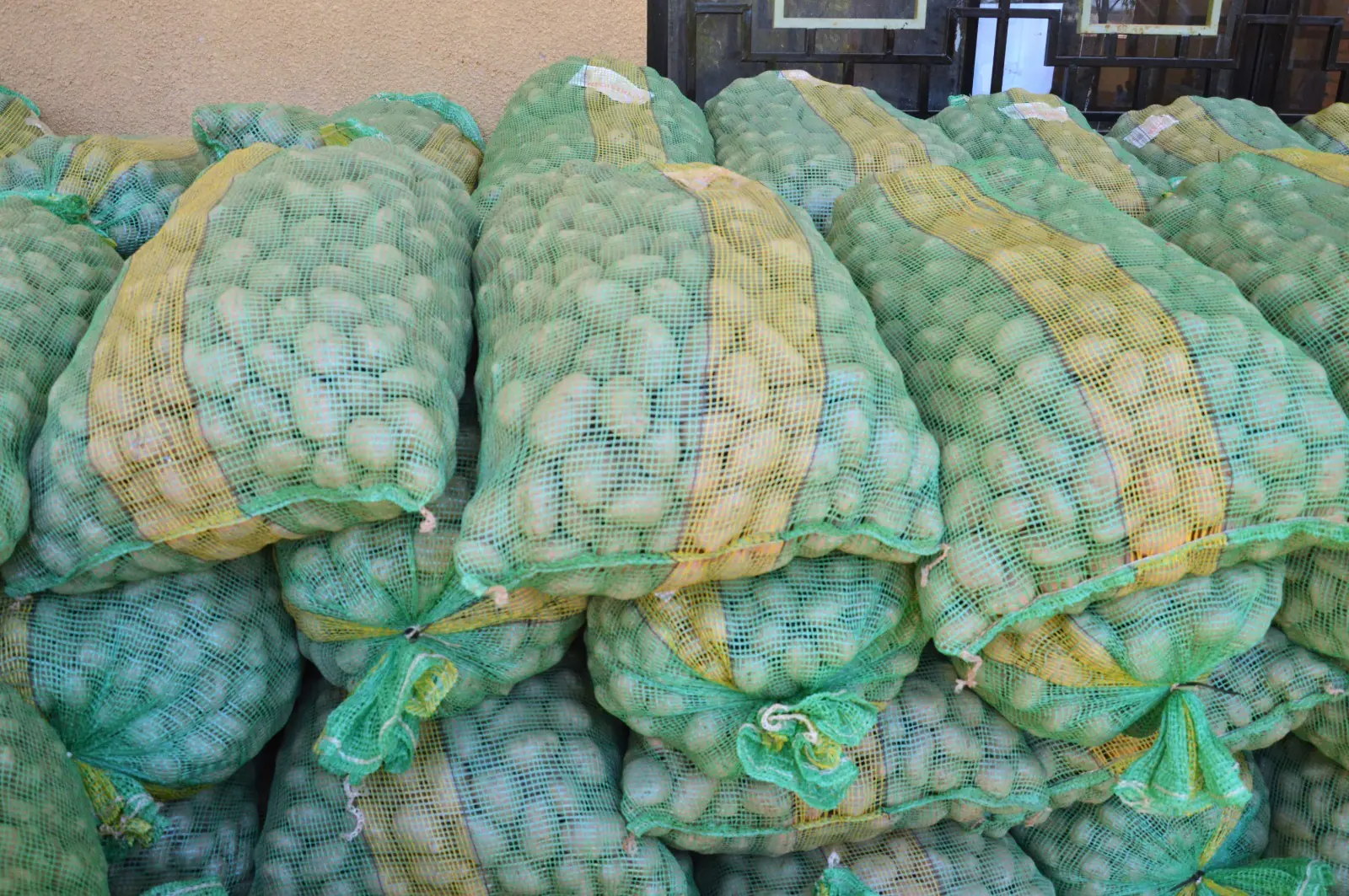 Productores reciben semilla de papa para mejorar su producción