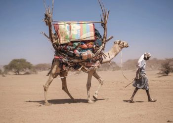 Los pastores aguardan por lluvias en la región Somali de Etiopía. Foto: AFP