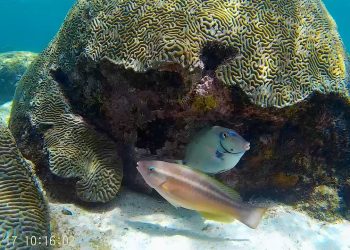 La conducta de un pez podría contribuir a la ruptura de los delicados ecosistemas que sustentan los arrecifes. Foto: Universidad de Cambridge.