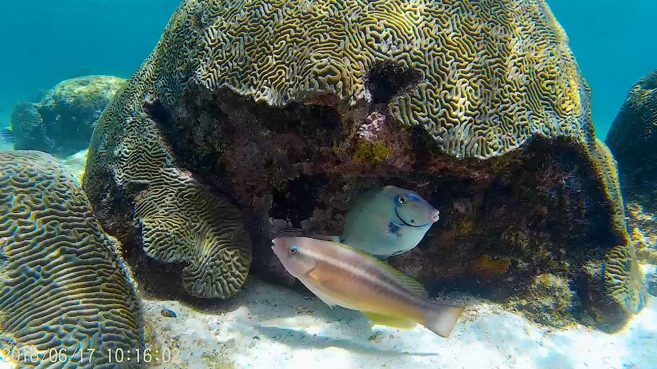 La conducta de un pez podría contribuir a la ruptura de los delicados ecosistemas que sustentan los arrecifes. Foto: Universidad de Cambridge.