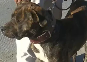 'Bota' fue el que olfateó a la recién nacida en la basura/Captura de video