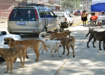 perros