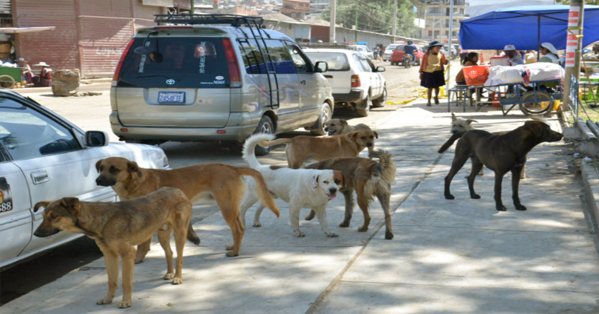 perros