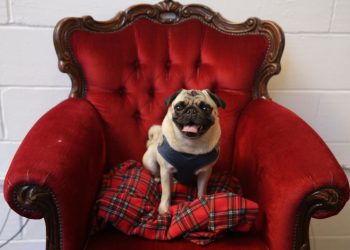 Un perro pug, fotografiado en una cafetería de Londres el 27 de octubre de 2017. Foto: AFP.