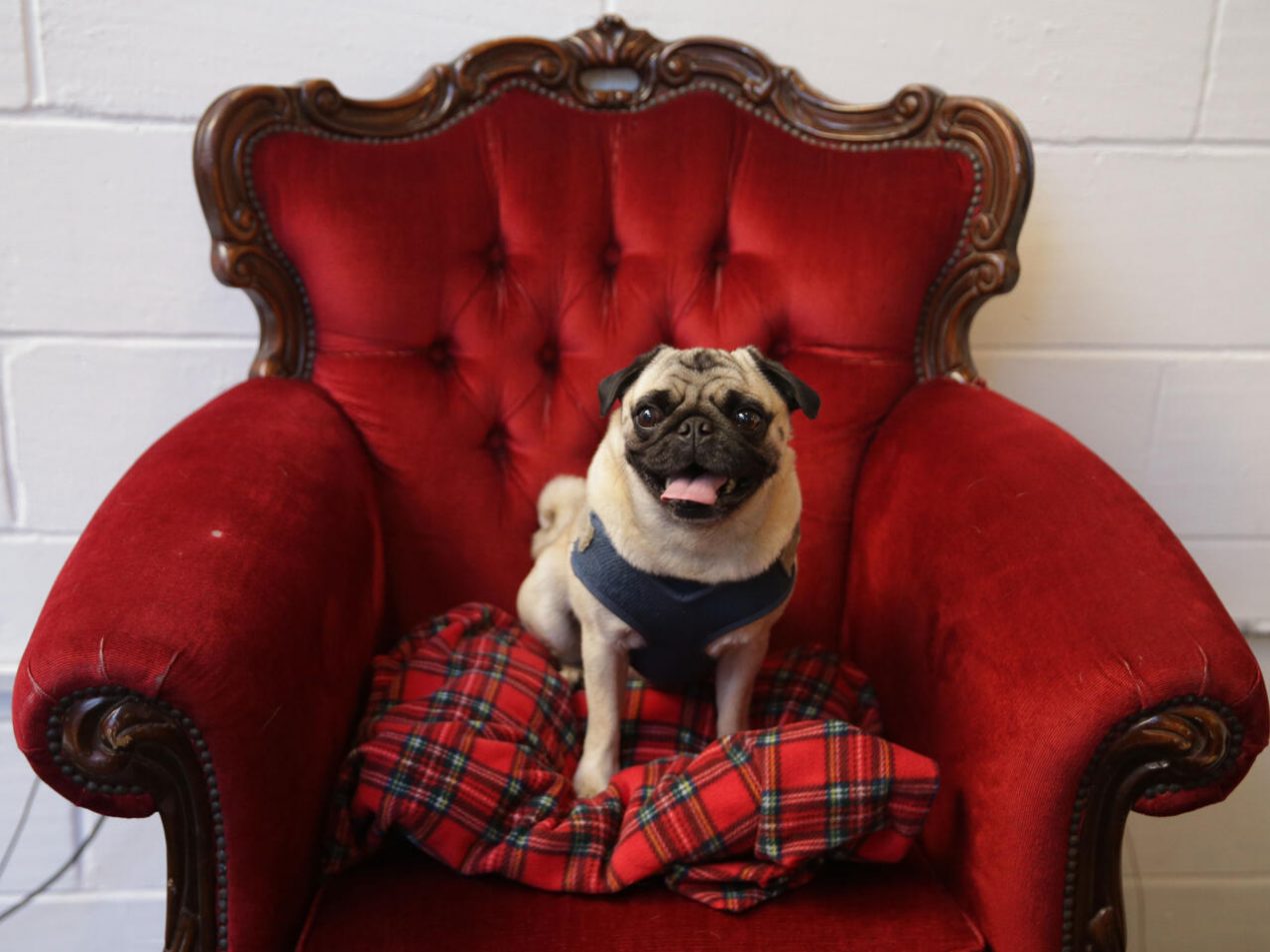 Un perro pug, fotografiado en una cafetería de Londres el 27 de octubre de 2017. Foto: AFP.