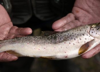 Un hombre muestra una trucha pescada en un río en 2019. Foto: AFP.
