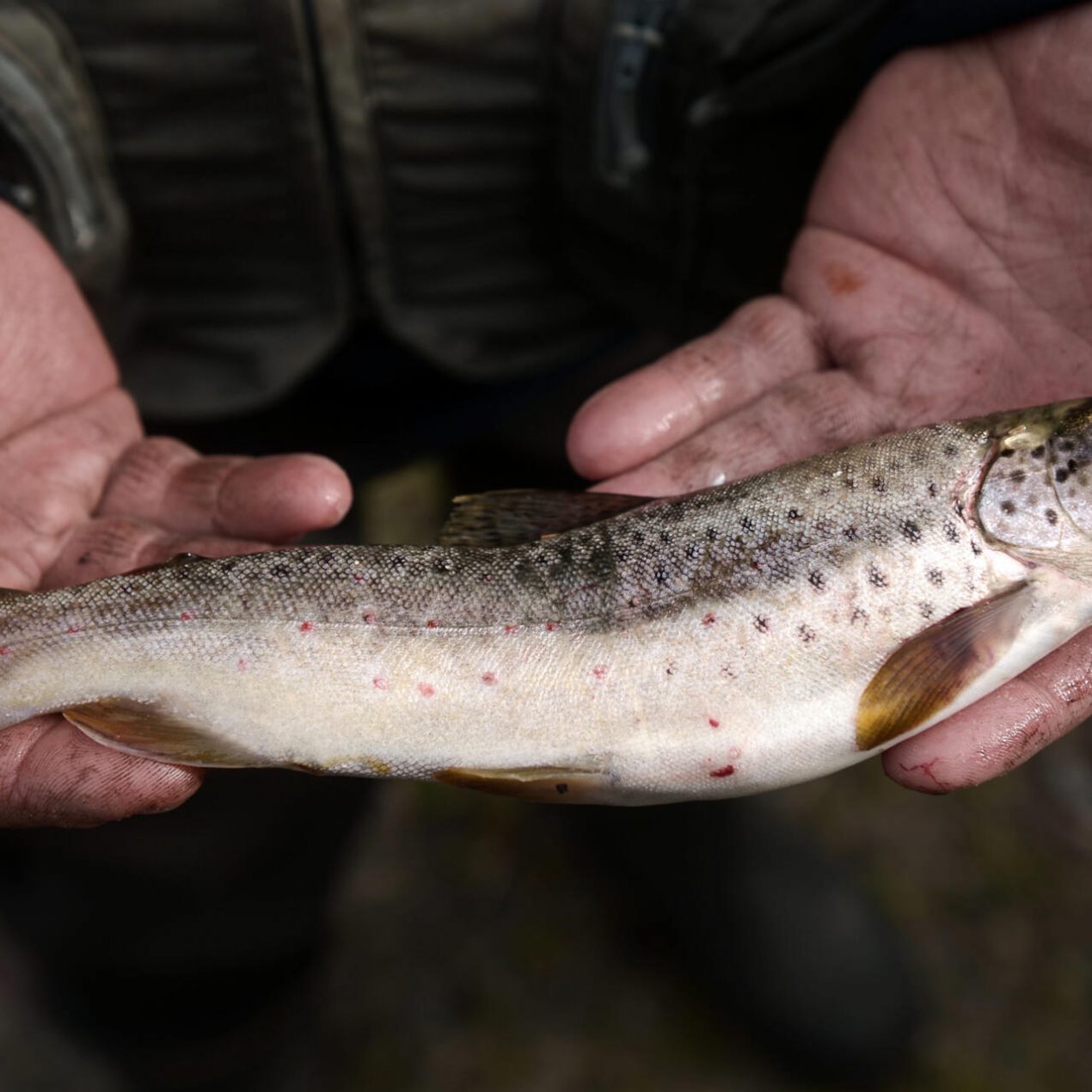 Un hombre muestra una trucha pescada en un río en 2019. Foto: AFP.