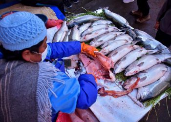El olor del pescado debe ser un aroma a las algas marinas. Foto: APG Archivo