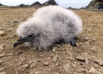 El petrel buceador habita en la Isla Chañaral, en el norte de Chile. Foto: AFP