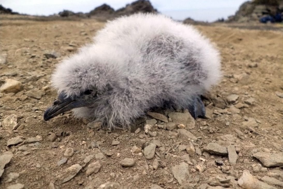 El petrel buceador habita en la Isla Chañaral, en el norte de Chile. Foto: AFP