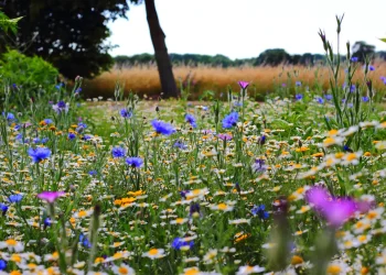 Senamhi: La primavera llega con cielos despejados, calor y alertas