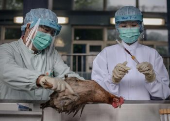 Primer caso de gripe aviar en humanos en Chile