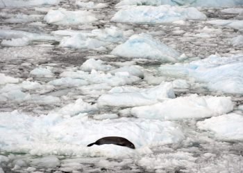 Una foca descansa sobre el hielo en el canal de Lemaire, en la península Antártica, el 3 de marzo de 2016. Foto: AFP.